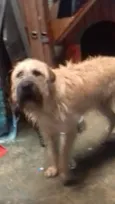 Toby