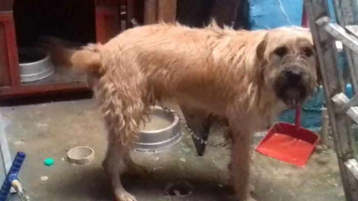 Cachorro ra a Indefinida idade 7 a 11 meses nome Toby