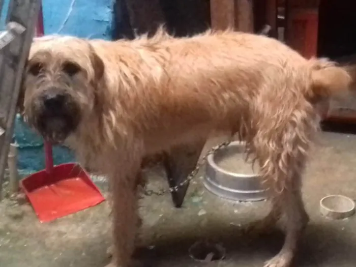 Cachorro ra a Indefinida idade 7 a 11 meses nome Toby