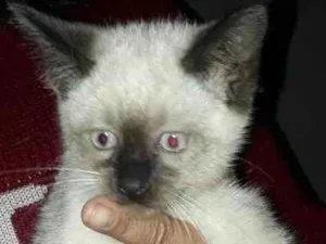 Gato raça Sem raça definida idade 2 a 6 meses nome Veja na descrição