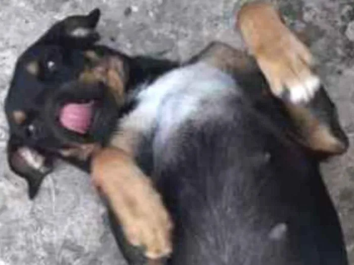 Cachorro ra a Vira lata idade 4 anos nome Lecy