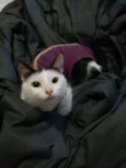 Sílvia