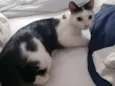 Sílvia