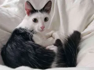 Gato raça SRD idade 7 a 11 meses nome Sílvia 