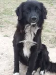 Pingo