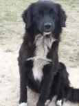 Pingo