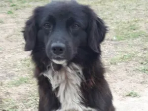 Cachorro raça Srd idade 1 ano nome Pingo