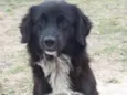 Pingo