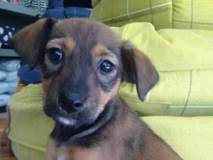 Cachorro raça Srd idade 2 a 6 meses nome Carol
