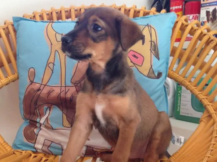 Cachorro ra a Srd idade 2 a 6 meses nome Carol