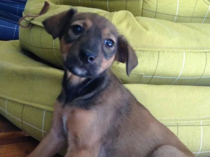 Cachorro ra a Srd idade 2 a 6 meses nome Carol
