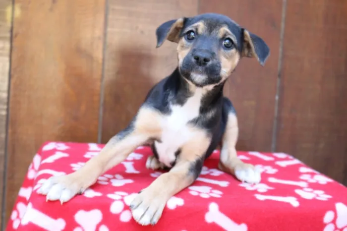 Cachorro ra a Srd idade 2 a 6 meses nome Cléo