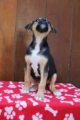 Cléo