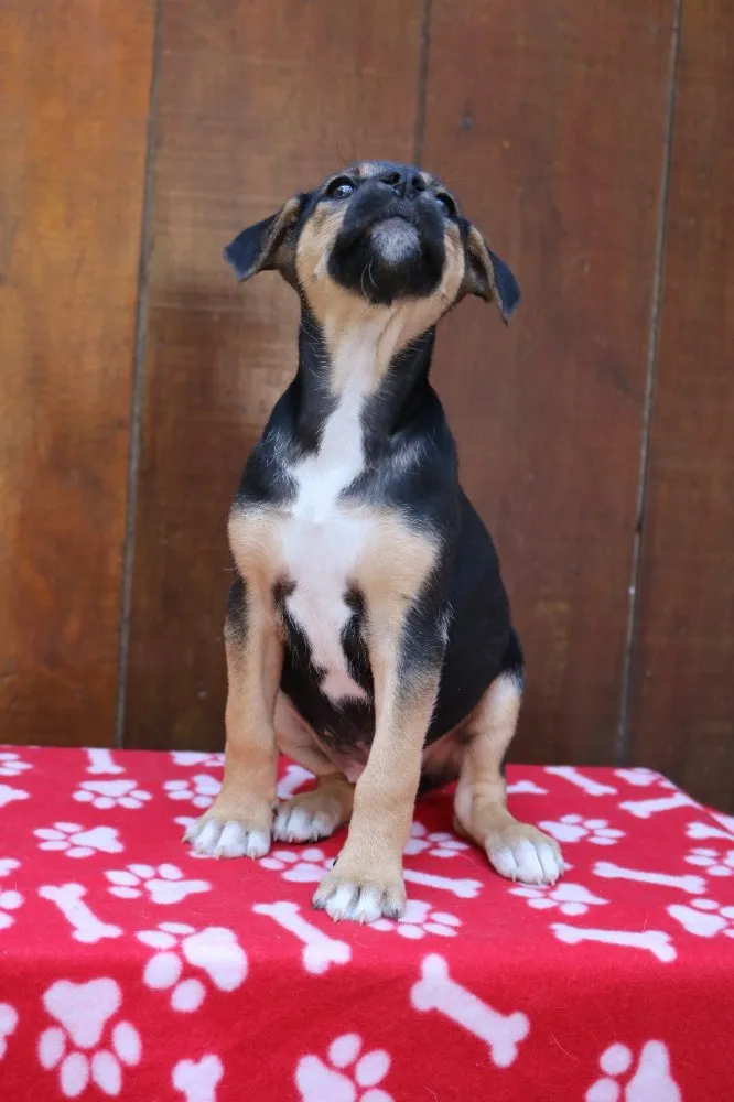 Cachorro ra a Srd idade 2 a 6 meses nome Cléo