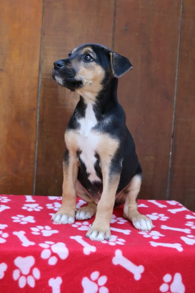 Cachorro ra a Srd idade 2 a 6 meses nome Cléo