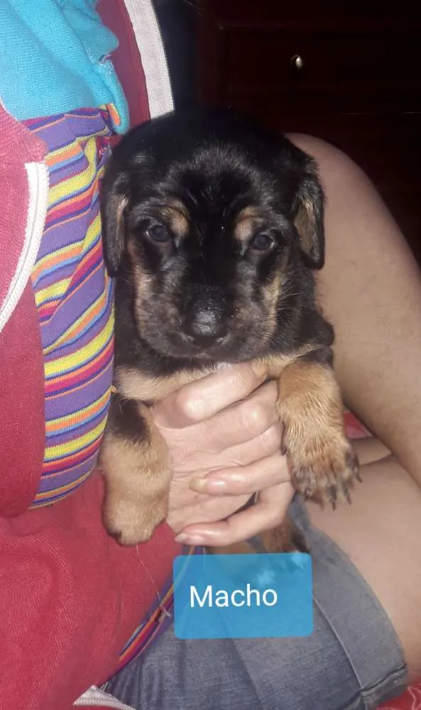 Cachorro ra a Sem raça definida idade Abaixo de 2 meses nome Sem nome ainda