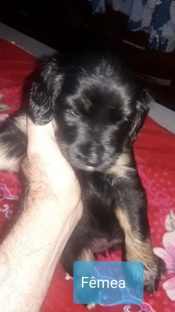 Cachorro ra a Sem raça definida idade Abaixo de 2 meses nome Sem nome ainda