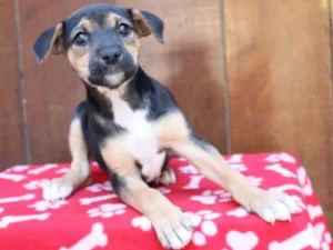Cachorro raça Srd idade 2 a 6 meses nome Cléo