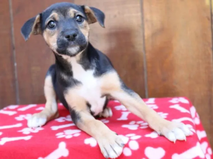 Cachorro ra a Srd idade 2 a 6 meses nome Cléo