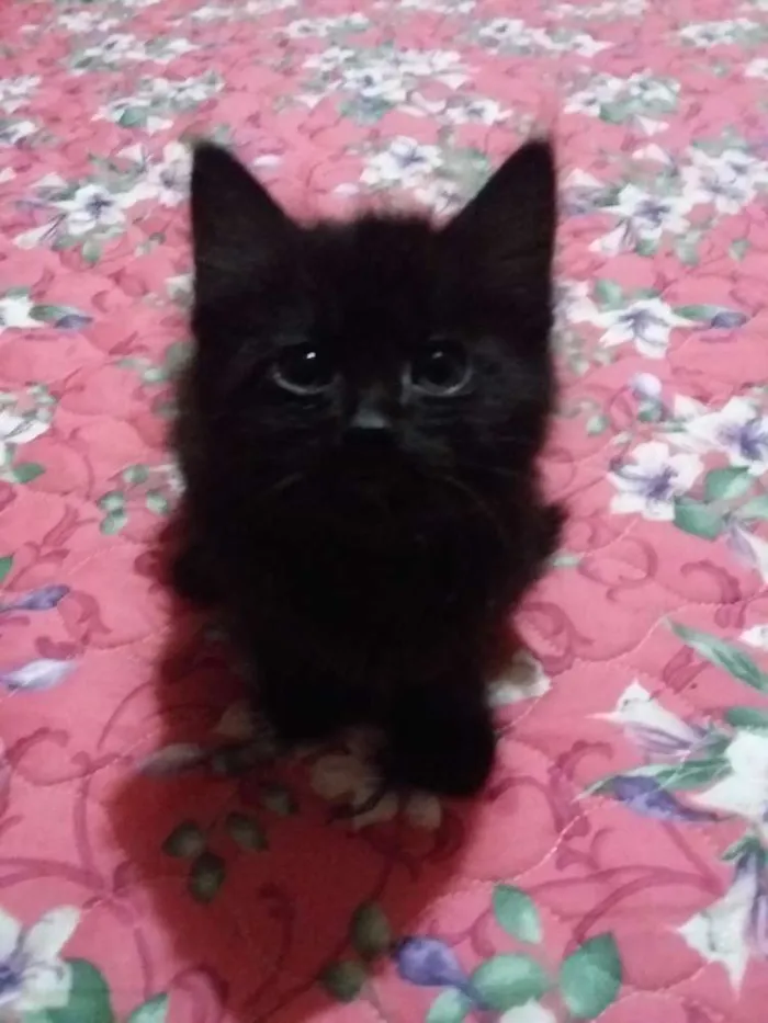 Gato ra a Sem raça idade 2 a 6 meses nome Sem nome