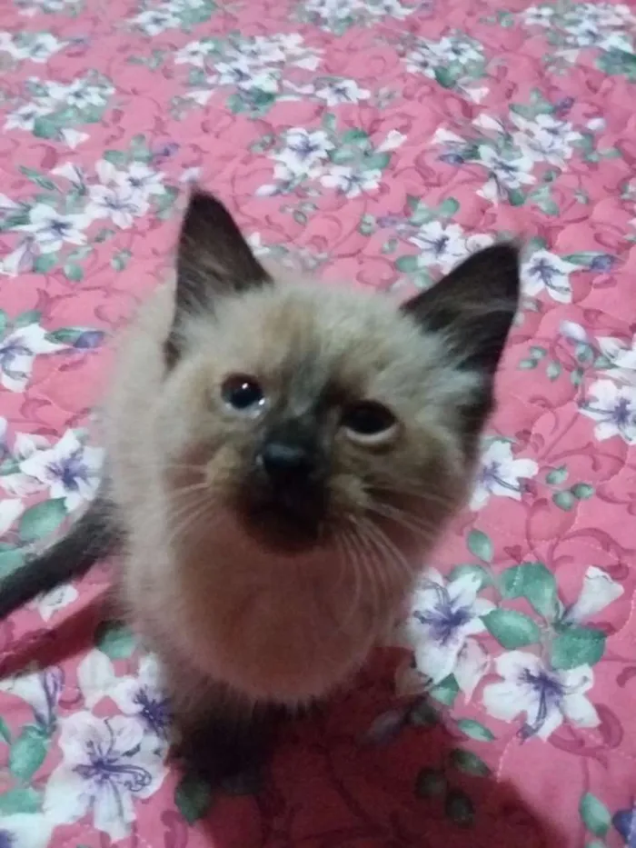Gato ra a Sem raça idade 2 a 6 meses nome Sem nome