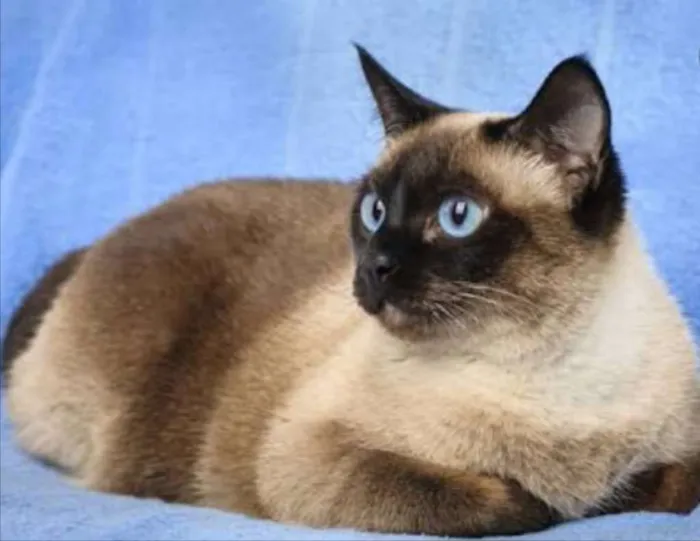 Gato ra a Siamesa idade 7 a 11 meses nome Fafa 
