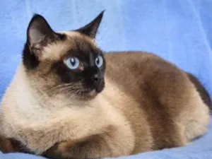 Gato raça Siamesa idade 7 a 11 meses nome Fafa 