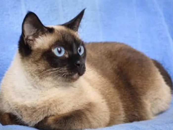Gato ra a Siamesa idade 7 a 11 meses nome Fafa 