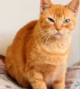 Fofa