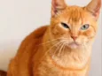 Fofa