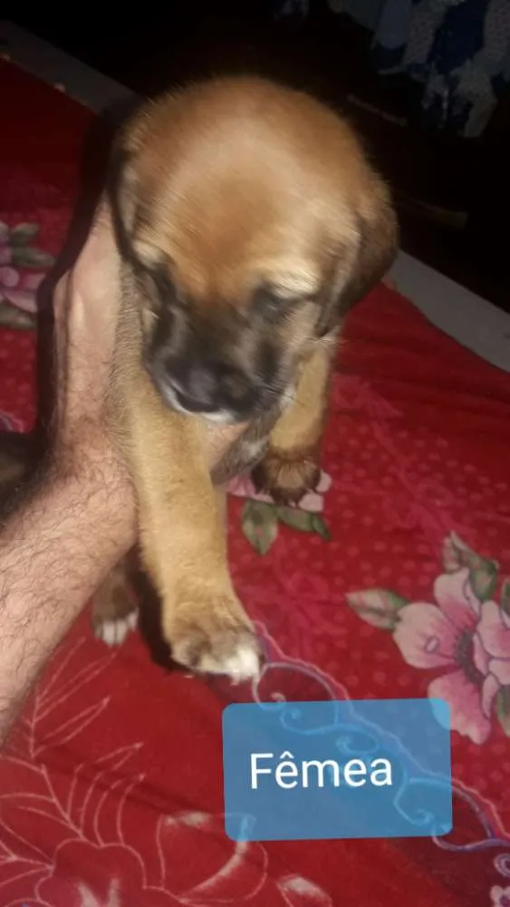 Cachorro ra a Sem raça definida idade Abaixo de 2 meses nome Sem nome ainda
