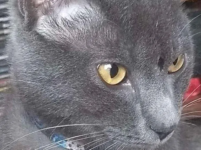 Gato ra a Cinza do imalaia idade 2 anos nome Muchu