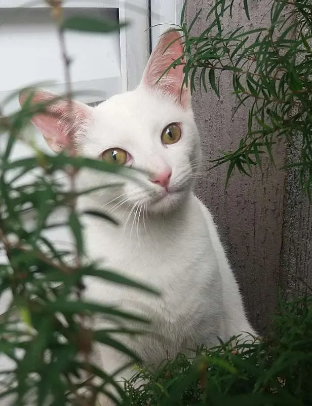 Gato ra a srd idade 2 a 6 meses nome Billy Elliot