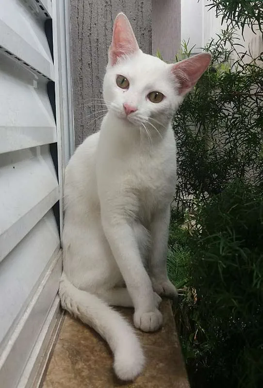 Gato ra a srd idade 2 a 6 meses nome Billy Elliot