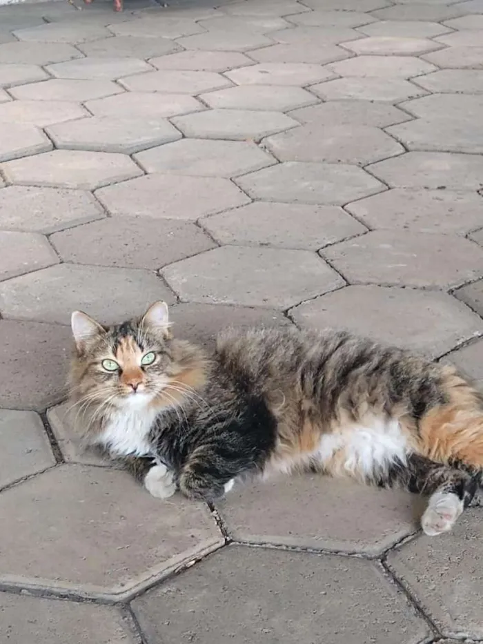 Gato ra a Srd idade 1 ano nome Mercedes