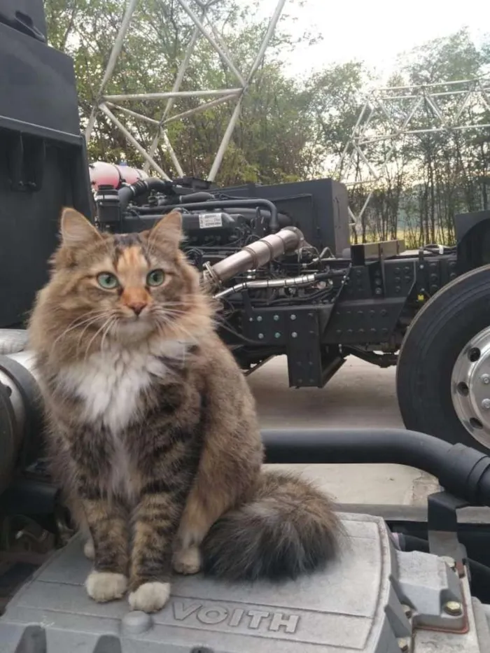 Gato ra a Srd idade 1 ano nome Mercedes