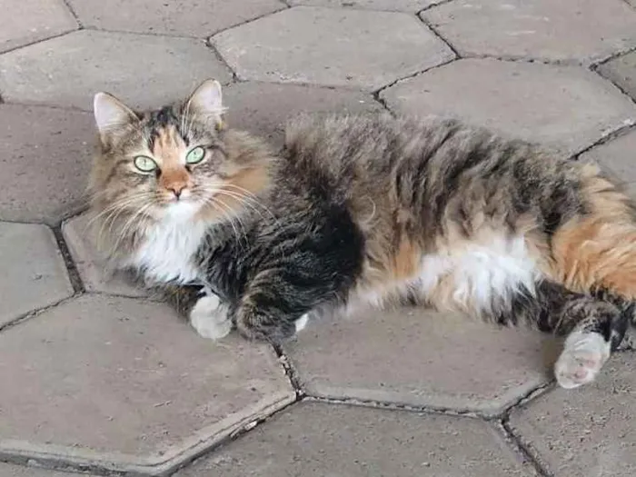 Gato ra a Srd idade 1 ano nome Mercedes