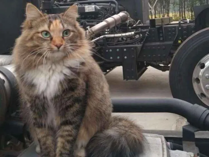 Gato ra a Srd idade 1 ano nome Mercedes