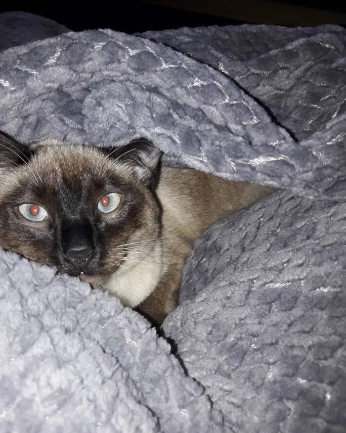 Gato ra a Siames idade 7 a 11 meses nome Beca