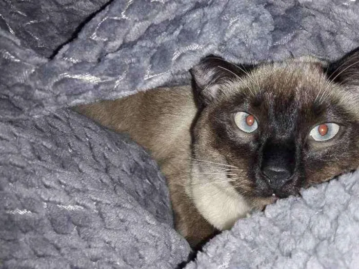 Gato ra a Siames idade 7 a 11 meses nome Beca