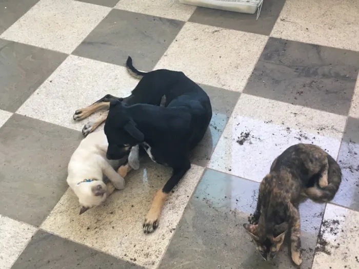 Cachorro raça SRD idade 7 a 11 meses nome Alfajor 