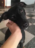 Alfajor