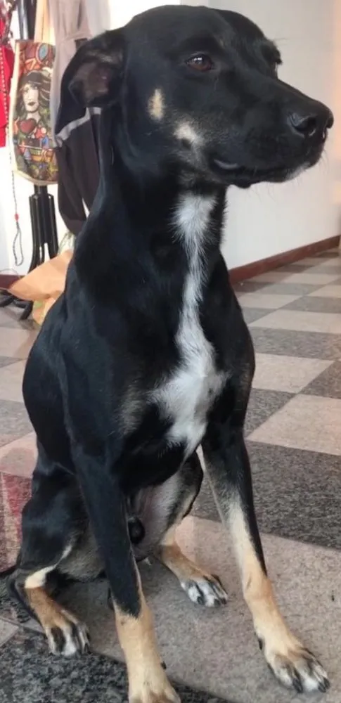 Cachorro raça SRD idade 7 a 11 meses nome Alfajor 