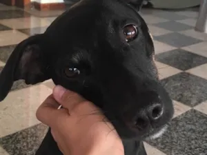 Cachorro raça SRD idade 7 a 11 meses nome Alfajor 