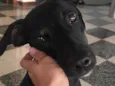 Alfajor