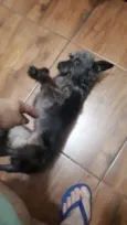 Arya