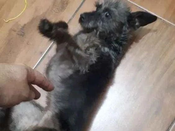 Cachorro ra a Srd idade 3 anos nome Arya