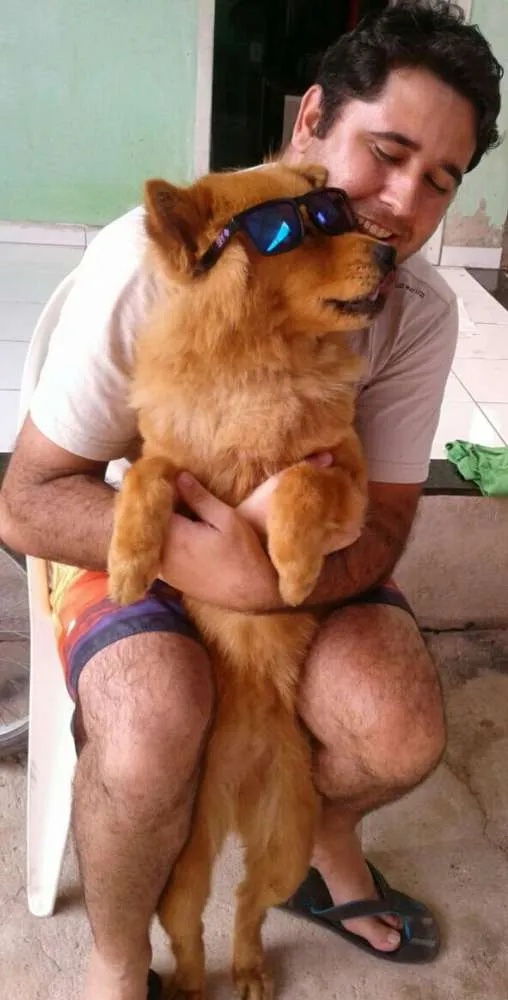 Cachorro raça Chow Chow idade 3 anos nome Belinha