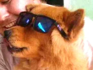 Cachorro raça Chow Chow idade 3 anos nome Belinha