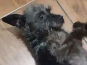 Cachorro ra a Srd idade 3 anos nome Arya